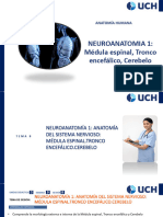 Neuroanatomía 1