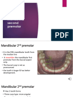 Mandibular Second Premolar