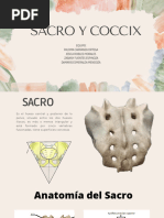 Sacro y Coxis