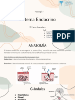 Sistema Endocrino