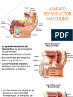 1.1.3 Aparato Reproductor Masculino