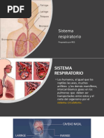 Sistema Respiratorio