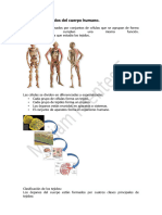 Los Tejidos Del Cuerpo Humano Alumnas