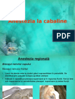 Anestezia La Cabaline