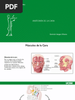 Anatomía de La Cara 2023