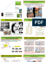 Clases Teóricas 18 y 19 - Flujo de La Información Genética - Transcripción y Traducción