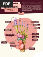 Huesos y Articulaciones Del Pie