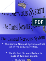 Central and Peripheral Nervous System