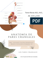 S2 Anatomía Pares Craneales