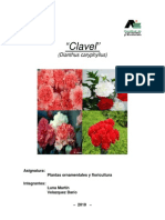 Clavel - Floricultura