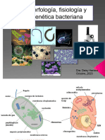 Morfología de Las Bacterias