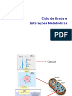 Ciclo de KrebsESA2023.1