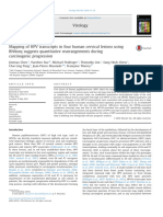 Mapping of HPV Transcripts in Four Human Cervical Lesions Using