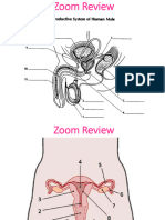 Reproductive System Notes