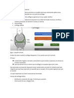 Biomecanica Del Cartilago Articular