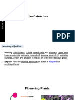 6.2 Leaf Structure