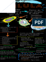 Infografía de La Célula