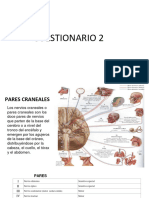 Anatomia de La Cabeza Parte 2