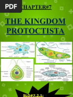 (A) Protoctists (Protozoa)