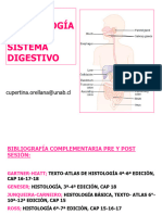 MORF 122 Sistema Digestivo