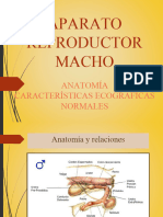 CAMPUS PPT CLASE Reproductor Macho