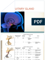 Pituitary Gland