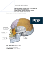 Anatomã - A Prã - Ctica Parcial 1