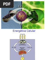 2-05 Energetica Celular