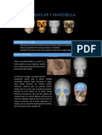 Maxilar y Mandibula