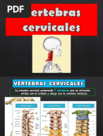 Vertebras Cervicales 2.