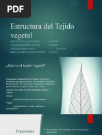 Estructura Del Tejido Vegetal