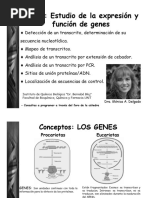 UTNº 8 Estudio de La Expresion y Funcion de Genes 2023