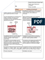 Cuadro Comparativo Glándulas Endocrinas y Exocrinas