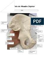 Esqueleto Do Membro Inferior