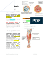 Anatomia Da Perna