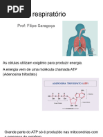 Sistema Respiratório