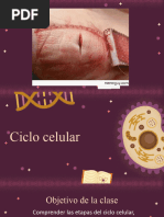 Ciclo Celular (Mitosis y Meiosis)