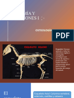 OsteologÃ A General 2