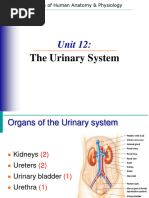 Urinary System