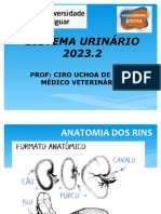 20222sistemaurinario1 20231116185541