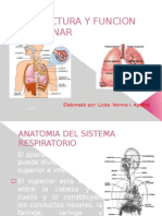 Estructura y Funcion Pulmonar