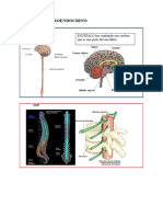 Actividades - SISTEMA NEUROENDOCRINO