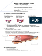 Anatomy Review