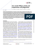 GFP SnxA PIP2 Reporter Paper