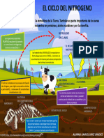 Ciclo Del Nitrogeno