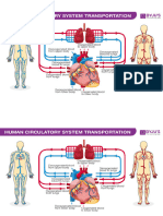 Human Circulatory System