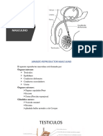 Aparato Reproducto Masculino 23