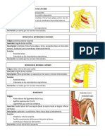 Clase 06 Musculos de Hombro