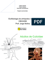 Nematocera Sensorial