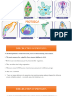 Protozoa 1